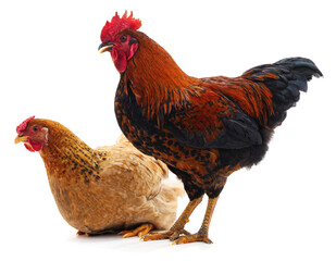 Cock and hen.