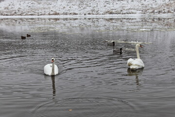 Two white Swans pair swim on the water with ice floes on mallard ducks and snow covered far riverbank background at cold winter day, migratory birds don't want to fly away from Europe