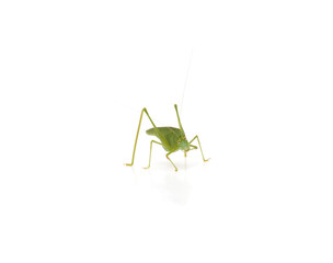 Little green grasshopper.