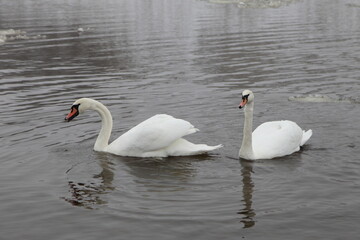 White Swans couple close up on the pond water at winter day, migrating birds don't want to fly away
