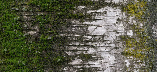 Obraz premium Cracked bark of an old birch tree covered with moss. High resolution close up banner.