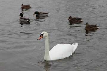 Beautiful one white swan with orange black beak on many mallard ducks background  on calm water, birdswatching