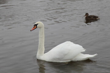 Beautiful single white swan with orange black beak and mallard duck on calm water, birdswatching