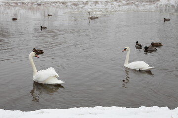 Migratory birds white Swans and mallard ducks on snow covered shore background at winter day, birdswatching, migrant birds don't want to fly away from Europe