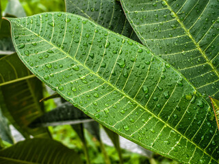 green leaf background