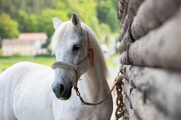 Pferd