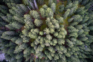 Aerial drone view of a mountainous old Pine tree forest landscape.