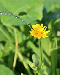 flor