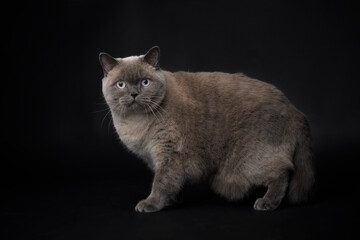 British Blue Shorthair colourpoint Cat staying