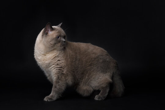 British Blue Shorthair colourpoint Cat staying