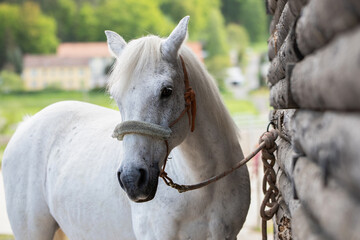 Pferd