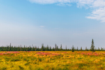 wetland with wildflowers and coniferous forest on a summer day