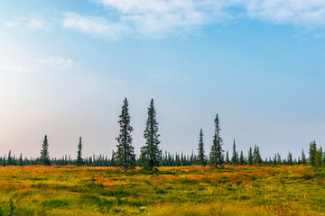 Fototapeta na wymiar wetland with wildflowers and coniferous forest on a summer day