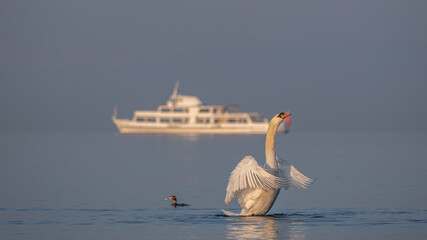 Swan in water. One white mute swan spreading wings in the morning. Cygnus olor.
