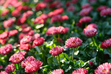 low angle view of many pink daisy flowers under sunshine. blur background