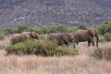 View of Samburu National Reserve, Kenya