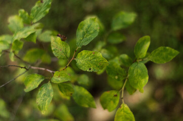 green leaves on a branch