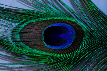 Obraz premium Magnifique gros plan de l'extrémité d'une plume de paon, Beautiful close-up of the tip of a peacock feather
