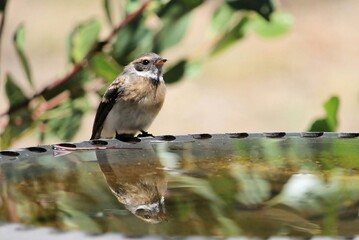 Juvenile Grey Fantail (Rhipidura albiscapa) at birdbath, South Australia