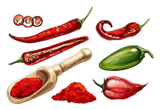 Chilli, Jalapeno, Habanero Whole, Half, Slice And Crushed Pieces In Wood Scoop. Vector Vintage Hatching Color Illustration