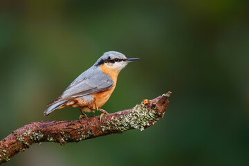 The Eurasian nuthatch or wood nuthatch (Sitta europaea) sitting in the forest in the Netherlands with a nice background