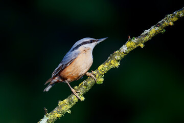 The Eurasian nuthatch or wood nuthatch (Sitta europaea) sitting in the forest in the Netherlands with a nice background