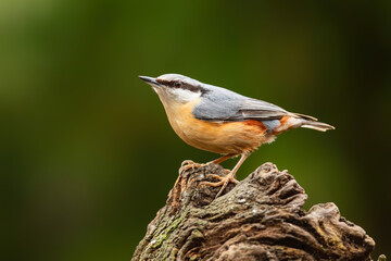 The Eurasian nuthatch or wood nuthatch (Sitta europaea) sitting in the forest in the Netherlands...