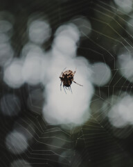 spider on web