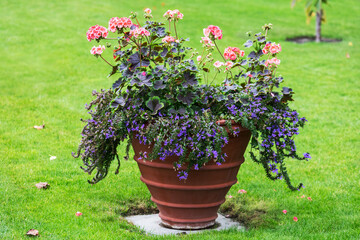 beautiful flowers in flower pot