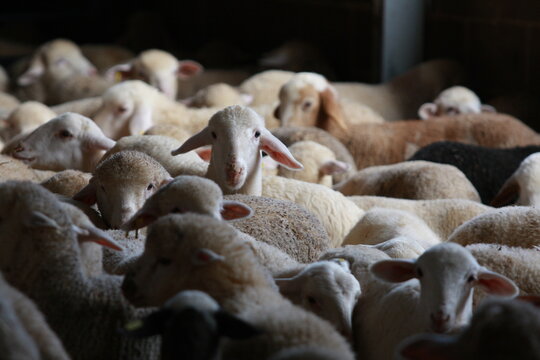 sheep in the farm