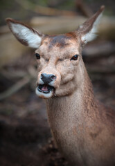Portrait of a female red deer.