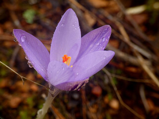 Fiore selvatico