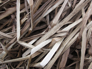 close-up of a bunch of dried leaves