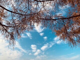 branches against sky