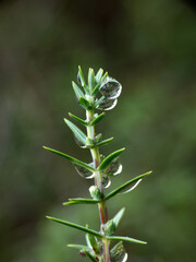 Fototapeta premium Pino