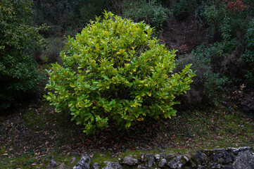 Arbol bonito del manantial de arteta, navarra