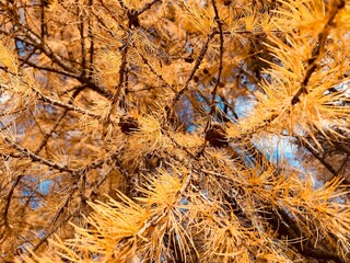 Close up of olden larch