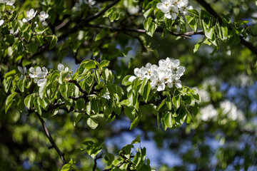 Beautiful spring blossoming pear tree