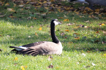 Goose Resting On The Grass, William Hawrelak Park, Edmonton, Alberta