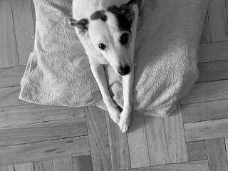 mature dog