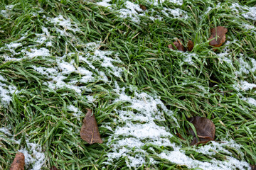 Grass in snow. Conceptual photo of spring going after winter. Grass growing through snow / green grass with snow