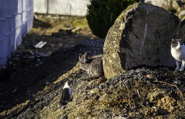 Abandoned street cats