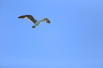 bird in flight