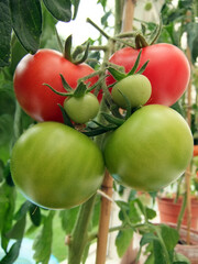 Tomatoes on the Vine

