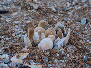 Pattern in the form of a flower laid out of shells on a sandy sea beach with a blurred background.