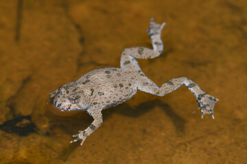 Yellow-bellied toad // Gelbbauchunke (Bombina variegata)