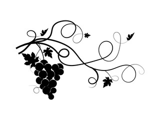 Black grapes with leaves on a white background
