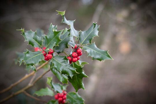 holly or ilex with red drupes