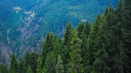 Inclined mountain ridges populated by green coniferous forests. Wild, unpopulated nature showing all of it's beauty. Spruce forest texture. Carpathia, Capatanii Massif, Romania.