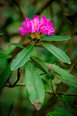 Pink flower of rhododendron